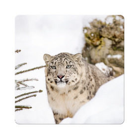 Магнит виниловый Квадрат с принтом Ирбис в Петрозаводске, полимерный материал с магнитным слоем | размер 9*9 см, закругленные углы | snow leopard | барс | барсы | животное | животные | звери | зверь | зима | зимы | ирбис | киски | кот | коты | кошачьи | кошка | кошки | мохнатые | мохнатый | пятнистые | пятнистый | снег | снежный
