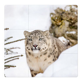 Магнитный плакат 3Х3 с принтом Ирбис в Петрозаводске, Полимерный материал с магнитным слоем | 9 деталей размером 9*9 см | Тематика изображения на принте: snow leopard | барс | барсы | животное | животные | звери | зверь | зима | зимы | ирбис | киски | кот | коты | кошачьи | кошка | кошки | мохнатые | мохнатый | пятнистые | пятнистый | снег | снежный