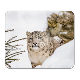 Коврик для мышки прямоугольный с принтом Ирбис в Петрозаводске, натуральный каучук | размер 230 х 185 мм; запечатка лицевой стороны | snow leopard | барс | барсы | животное | животные | звери | зверь | зима | зимы | ирбис | киски | кот | коты | кошачьи | кошка | кошки | мохнатые | мохнатый | пятнистые | пятнистый | снег | снежный