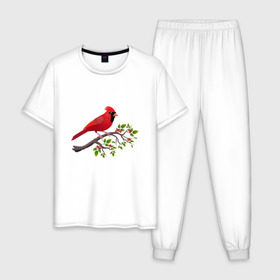 Мужская пижама хлопок с принтом Красный кардинал в Петрозаводске, 100% хлопок | брюки и футболка прямого кроя, без карманов, на брюках мягкая резинка на поясе и по низу штанин
 | Тематика изображения на принте: cardinalis cardinalis | красный кардинал | новогодняя птица | птица | птичка | рождественская птица