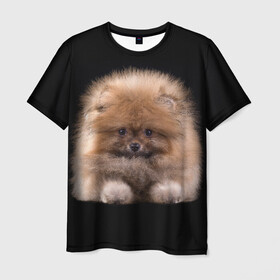 Мужская футболка 3D с принтом Рыжий Шпиц в Петрозаводске, 100% полиэфир | прямой крой, круглый вырез горловины, длина до линии бедер | детская | женская | купить | мужская | пес | рисунки щенков | рыжий | с принтом | с собаками | с собакой | со шпицами | со щенком | собака | собаки | шпиц | щенок