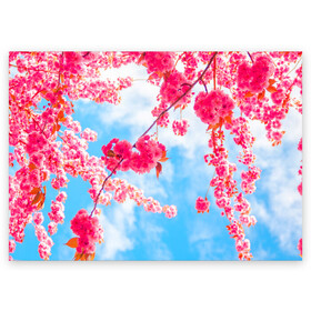 Поздравительная открытка с принтом Цветение Вишни в Петрозаводске, 100% бумага | плотность бумаги 280 г/м2, матовая, на обратной стороне линовка и место для марки
 | flowers | pink | бутоны | весна | вишня | дерево | листья | небо | облака | природа | розовый | сакура | солнце | цветение | цветочки | цветы