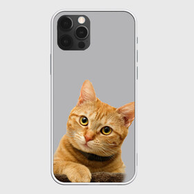 Чехол для iPhone 12 Pro Max с принтом Рыжий котик в Петрозаводске, Силикон |  | baby | cat | kitty | глаза | голова | животные | зверь | кот | котенок | котики | кошки | лапы | малыш | полосатый | рыжий