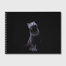 Альбом для рисования с принтом Кот Британец в Петрозаводске, 100% бумага
 | матовая бумага, плотность 200 мг. | Тематика изображения на принте: animal | animals | beast | black | cat | kitten | британец | британка | животное | животные | зверек | зверь | кот | котейка | котенок | котики | котэ | кошка | кошки | черная