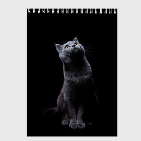 Скетчбук с принтом Кот Британец в Петрозаводске, 100% бумага
 | 48 листов, плотность листов — 100 г/м2, плотность картонной обложки — 250 г/м2. Листы скреплены сверху удобной пружинной спиралью | Тематика изображения на принте: animal | animals | beast | black | cat | kitten | британец | британка | животное | животные | зверек | зверь | кот | котейка | котенок | котики | котэ | кошка | кошки | черная