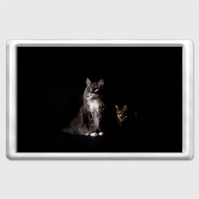 Магнит 45*70 с принтом Котики в Петрозаводске, Пластик | Размер: 78*52 мм; Размер печати: 70*45 | Тематика изображения на принте: animal | animals | beast | black | cat | kitten | животное | животные | зверек | зверь | кот | котейка | котенок | котики | котэ | кошка | кошки | мейн кун | черная