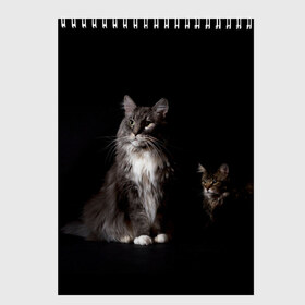 Скетчбук с принтом Котики в Петрозаводске, 100% бумага
 | 48 листов, плотность листов — 100 г/м2, плотность картонной обложки — 250 г/м2. Листы скреплены сверху удобной пружинной спиралью | animal | animals | beast | black | cat | kitten | животное | животные | зверек | зверь | кот | котейка | котенок | котики | котэ | кошка | кошки | мейн кун | черная