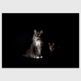 Поздравительная открытка с принтом Котики в Петрозаводске, 100% бумага | плотность бумаги 280 г/м2, матовая, на обратной стороне линовка и место для марки
 | animal | animals | beast | black | cat | kitten | животное | животные | зверек | зверь | кот | котейка | котенок | котики | котэ | кошка | кошки | мейн кун | черная