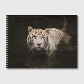 Альбом для рисования с принтом Белый тигр в Петрозаводске, 100% бумага
 | матовая бумага, плотность 200 мг. | белые | белый | животное | животные | звери | зверушка | зверушки | зверь | зверьё | кот | котик | котики | коты | кошка | кошки | полосатые | полосатый | природа | тигр | тигры | хищник | хищники