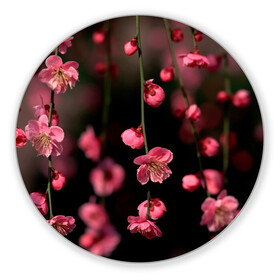 Коврик для мышки круглый с принтом Весна 2020. в Петрозаводске, резина и полиэстер | круглая форма, изображение наносится на всю лицевую часть | весенние картинки | весна | весна 2020 | зелнь | прекрасное время года | прикольные картинки | природа | птицы | тюльпаны | цветы