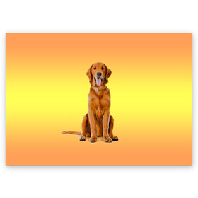 Поздравительная открытка с принтом Золотистый ретривер в Петрозаводске, 100% бумага | плотность бумаги 280 г/м2, матовая, на обратной стороне линовка и место для марки
 | домашние любимцы | животные | золотистый ретривер | собака