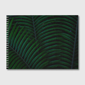 Альбом для рисования с принтом Пальмовые листья в Петрозаводске, 100% бумага
 | матовая бумага, плотность 200 мг. | Тематика изображения на принте: пальмы | папоротник | тропики