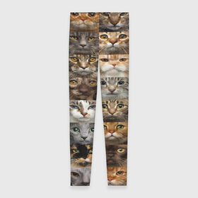 Леггинсы 3D с принтом КОТОПАТТЕРН в Петрозаводске, 80% полиэстер, 20% эластан | Эластичный пояс, зауженные к низу, низкая посадка | cat | взгляд | кот | кот хипстер | котёнок | котятки | котятушки | кошечки | кошка | мордочка