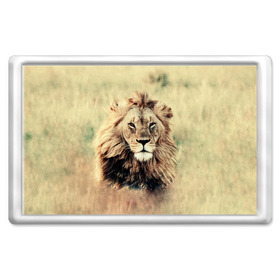 Магнит 45*70 с принтом Lion King в Петрозаводске, Пластик | Размер: 78*52 мм; Размер печати: 70*45 | Тематика изображения на принте: animals | king | lion | африка | взгляд | голова | грива | дикие | животные | зверек | зверь | зодиак | клыки | король | кот | кошак | кошка | лапы | лев | лео | львенок | оскал | природа | саванна | симба | созвездие