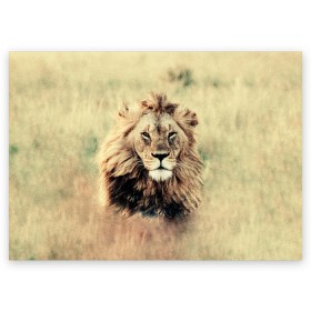 Поздравительная открытка с принтом Lion King в Петрозаводске, 100% бумага | плотность бумаги 280 г/м2, матовая, на обратной стороне линовка и место для марки
 | Тематика изображения на принте: animals | king | lion | африка | взгляд | голова | грива | дикие | животные | зверек | зверь | зодиак | клыки | король | кот | кошак | кошка | лапы | лев | лео | львенок | оскал | природа | саванна | симба | созвездие
