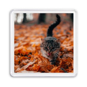 Магнит 55*55 с принтом мяукающий кот осенние листья в Петрозаводске, Пластик | Размер: 65*65 мм; Размер печати: 55*55 мм | золотая осень | кот | кошка | крик | листва | листья | мяу | мяукает | осень | сезон | уличный котейка