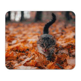 Коврик для мышки прямоугольный с принтом мяукающий кот осенние листья в Петрозаводске, натуральный каучук | размер 230 х 185 мм; запечатка лицевой стороны | Тематика изображения на принте: золотая осень | кот | кошка | крик | листва | листья | мяу | мяукает | осень | сезон | уличный котейка