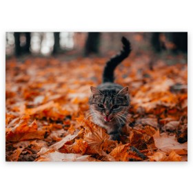 Поздравительная открытка с принтом мяукающий кот осенние листья в Петрозаводске, 100% бумага | плотность бумаги 280 г/м2, матовая, на обратной стороне линовка и место для марки
 | золотая осень | кот | кошка | крик | листва | листья | мяу | мяукает | осень | сезон | уличный котейка