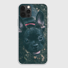 Чехол для iPhone 12 Pro Max с принтом Бульдог морда собакена черного в Петрозаводске, Силикон |  | Тематика изображения на принте: бульдог | гав | глаза | любимец | любителю животных | ошейник | пес | песель | песик | питомец | псина | псинка | собака | собакен | собачка | собачник | уши | черный | язык