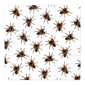 Магнитный плакат 3Х3 с принтом В пауках в Петрозаводске, Полимерный материал с магнитным слоем | 9 деталей размером 9*9 см | pattern | spider | джунгли | дикие | животные | жуки | звери | лапы | мерзкие | монстр | насекомые | паттерн | паук | пауки | паутина | паучок | птицеед | страшный | существа | тараканы | тарантул | тропики