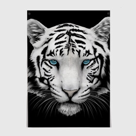 Постер с принтом тигр в Петрозаводске, 100% бумага
 | бумага, плотность 150 мг. Матовая, но за счет высокого коэффициента гладкости имеет небольшой блеск и дает на свету блики, но в отличии от глянцевой бумаги не покрыта лаком | белый тигр | тигр