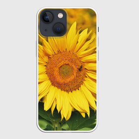 Чехол для iPhone 13 mini с принтом Подсолнух в Петрозаводске,  |  | подсолнух | подсолнухи | природа | растение | растения | флора | фотография | цвет | цветами | цветов | цветок | цветочек | цветочки | цветочные | цветочный | цветы