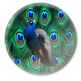 Значок с принтом Павлин на фоне своих перьев в Петрозаводске,  металл | круглая форма, металлическая застежка в виде булавки | павлин | павлины | перья павлина | птицы