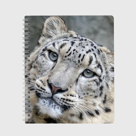 Тетрадь с принтом Ирбис в Петрозаводске, 100% бумага | 48 листов, плотность листов — 60 г/м2, плотность картонной обложки — 250 г/м2. Листы скреплены сбоку удобной пружинной спиралью. Уголки страниц и обложки скругленные. Цвет линий — светло-серый
 | Тематика изображения на принте: snow leopard | барс | барсы | животное | животные | звери | зверь | зима | зимы | ирбис | киски | кот | коты | кошачьи | кошка | кошки | мохнатые | мохнатый | пятнистые | пятнистый | снег | снежный