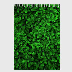 Скетчбук с принтом Свежая трава в Петрозаводске, 100% бумага
 | 48 листов, плотность листов — 100 г/м2, плотность картонной обложки — 250 г/м2. Листы скреплены сверху удобной пружинной спиралью | арт | зелёный | светлый | тёмный | четкий
