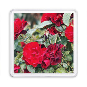 Магнит 55*55 с принтом Red Roses в Петрозаводске, Пластик | Размер: 65*65 мм; Размер печати: 55*55 мм | Тематика изображения на принте: bush | floral | flower | garden | green | nature | red roses | бутоны | красная роза | куст | листья | природа | роза | сад | цветение | цветок | цветы