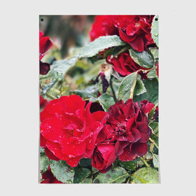 Постер с принтом Red Roses в Петрозаводске, 100% бумага
 | бумага, плотность 150 мг. Матовая, но за счет высокого коэффициента гладкости имеет небольшой блеск и дает на свету блики, но в отличии от глянцевой бумаги не покрыта лаком | Тематика изображения на принте: bush | floral | flower | garden | green | nature | red roses | бутоны | красная роза | куст | листья | природа | роза | сад | цветение | цветок | цветы