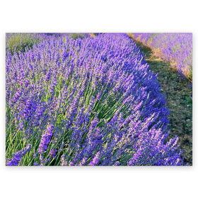 Поздравительная открытка с принтом Lavender field в Петрозаводске, 100% бумага | плотность бумаги 280 г/м2, матовая, на обратной стороне линовка и место для марки
 | field | green | lavender | nature | summer | violet | бутон | клумба. | лаванда | лето | лиловый | поле | сиреневый | фиолетовый | цветение | цветок | цветы