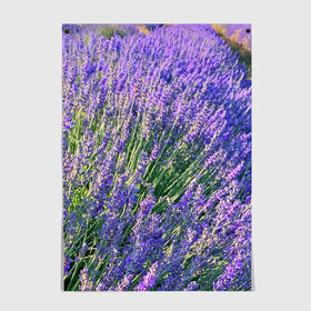 Постер с принтом Lavender field в Петрозаводске, 100% бумага
 | бумага, плотность 150 мг. Матовая, но за счет высокого коэффициента гладкости имеет небольшой блеск и дает на свету блики, но в отличии от глянцевой бумаги не покрыта лаком | field | green | lavender | nature | summer | violet | бутон | клумба. | лаванда | лето | лиловый | поле | сиреневый | фиолетовый | цветение | цветок | цветы