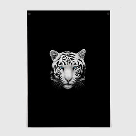 Постер с принтом тигр, белый тигр в Петрозаводске, 100% бумага
 | бумага, плотность 150 мг. Матовая, но за счет высокого коэффициента гладкости имеет небольшой блеск и дает на свету блики, но в отличии от глянцевой бумаги не покрыта лаком | белый тигр | тигр