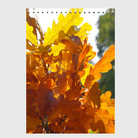 Скетчбук с принтом Букет из осенних листьев в Петрозаводске, 100% бумага
 | 48 листов, плотность листов — 100 г/м2, плотность картонной обложки — 250 г/м2. Листы скреплены сверху удобной пружинной спиралью | бабье лето | золотая осень | листья желтые | листья осенние | сентябрь | третье сентября