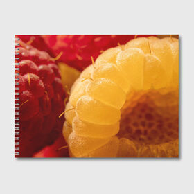 Альбом для рисования с принтом Малина в Петрозаводске, 100% бумага
 | матовая бумага, плотность 200 мг. | Тематика изображения на принте: еда | жёлтая | жёлтые | красная | красные | малина | малинка | природа | растение | растения | ягода | ягодки | ягоды
