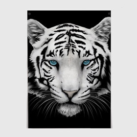 Постер с принтом Белый тигр в Петрозаводске, 100% бумага
 | бумага, плотность 150 мг. Матовая, но за счет высокого коэффициента гладкости имеет небольшой блеск и дает на свету блики, но в отличии от глянцевой бумаги не покрыта лаком | белый тигр | крупный тигр | крупным планом | с голубыми глазами | тигры