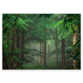 Поздравительная открытка с принтом Тропический лес в Петрозаводске, 100% бумага | плотность бумаги 280 г/м2, матовая, на обратной стороне линовка и место для марки
 | Тематика изображения на принте: деревья | джунгли | зеленый лес | зелень | лес | тропики | тропический лес