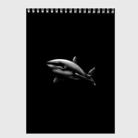 Скетчбук с принтом Акула в Петрозаводске, 100% бумага
 | 48 листов, плотность листов — 100 г/м2, плотность картонной обложки — 250 г/м2. Листы скреплены сверху удобной пружинной спиралью | акула | акулы | морские животные | рыбы | хищники