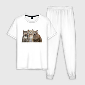 Мужская пижама хлопок с принтом удивленные коты в Петрозаводске, 100% хлопок | брюки и футболка прямого кроя, без карманов, на брюках мягкая резинка на поясе и по низу штанин
 | котики | надписи | прикол | удивление | черный кот