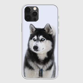 Чехол для iPhone 12 Pro с принтом ХАСКИ в Петрозаводске, силикон | область печати: задняя сторона чехла, без боковых панелей | dog | husky | милый | пес | песик | собака | собачка | хаски | щенок