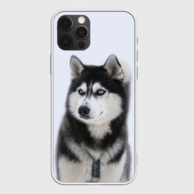 Чехол для iPhone 12 Pro Max с принтом ХАСКИ в Петрозаводске, Силикон |  | dog | husky | милый | пес | песик | собака | собачка | хаски | щенок
