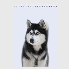 Скетчбук с принтом ХАСКИ в Петрозаводске, 100% бумага
 | 48 листов, плотность листов — 100 г/м2, плотность картонной обложки — 250 г/м2. Листы скреплены сверху удобной пружинной спиралью | dog | husky | милый | пес | песик | собака | собачка | хаски | щенок