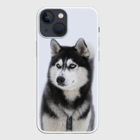 Чехол для iPhone 13 mini с принтом ХАСКИ в Петрозаводске,  |  | dog | husky | милый | пес | песик | собака | собачка | хаски | щенок