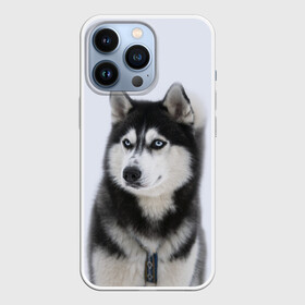 Чехол для iPhone 13 Pro с принтом ХАСКИ в Петрозаводске,  |  | dog | husky | милый | пес | песик | собака | собачка | хаски | щенок