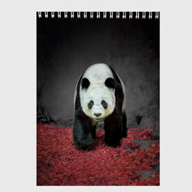 Скетчбук с принтом ПАНДА в Петрозаводске, 100% бумага
 | 48 листов, плотность листов — 100 г/м2, плотность картонной обложки — 250 г/м2. Листы скреплены сверху удобной пружинной спиралью | panda | большая | в зоопарке | забавная | медведь | милая | панда | пандочка