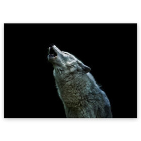 Поздравительная открытка с принтом Воющий волк в Петрозаводске, 100% бумага | плотность бумаги 280 г/м2, матовая, на обратной стороне линовка и место для марки
 | Тематика изображения на принте: ауф | волк | воющий волк | животное | зверь