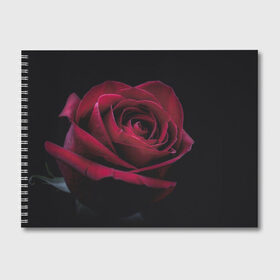 Альбом для рисования с принтом роза в Петрозаводске, 100% бумага
 | матовая бумага, плотность 200 мг. | гибридная роза | красная роза | роза | чайная роза | черная роза
