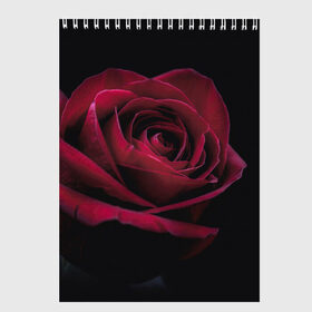 Скетчбук с принтом роза в Петрозаводске, 100% бумага
 | 48 листов, плотность листов — 100 г/м2, плотность картонной обложки — 250 г/м2. Листы скреплены сверху удобной пружинной спиралью | гибридная роза | красная роза | роза | чайная роза | черная роза