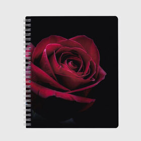Тетрадь с принтом роза в Петрозаводске, 100% бумага | 48 листов, плотность листов — 60 г/м2, плотность картонной обложки — 250 г/м2. Листы скреплены сбоку удобной пружинной спиралью. Уголки страниц и обложки скругленные. Цвет линий — светло-серый
 | гибридная роза | красная роза | роза | чайная роза | черная роза